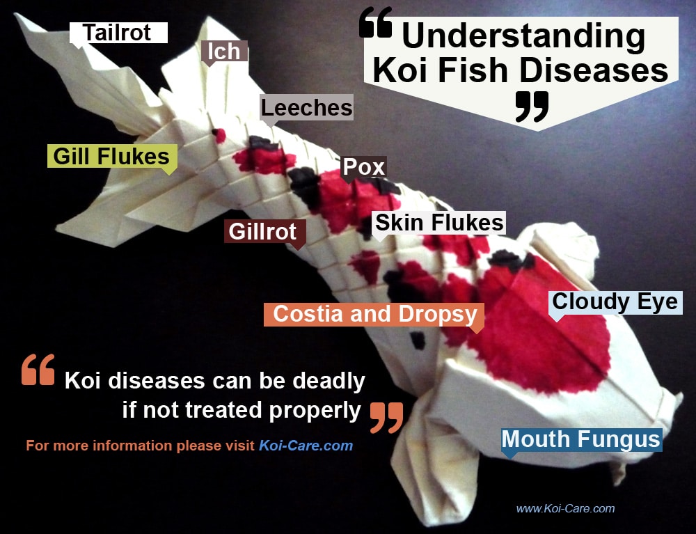 Infographics Designed by 7boats 35 - Koi fish diseases infographics