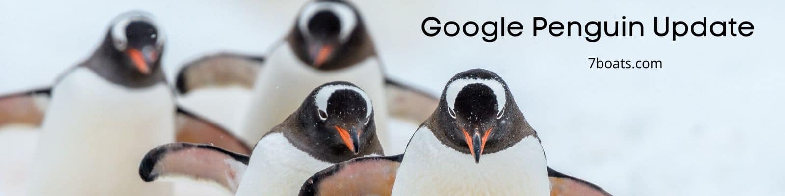 How to Stay Safe from Google Penguin Update